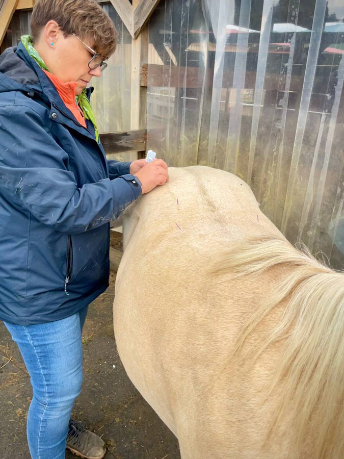 Akupunktur für Pferde in Mainz